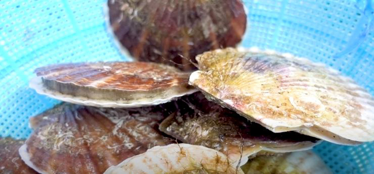 fresh scallops in a basket