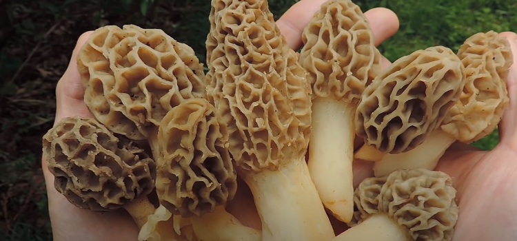 hand full of morels