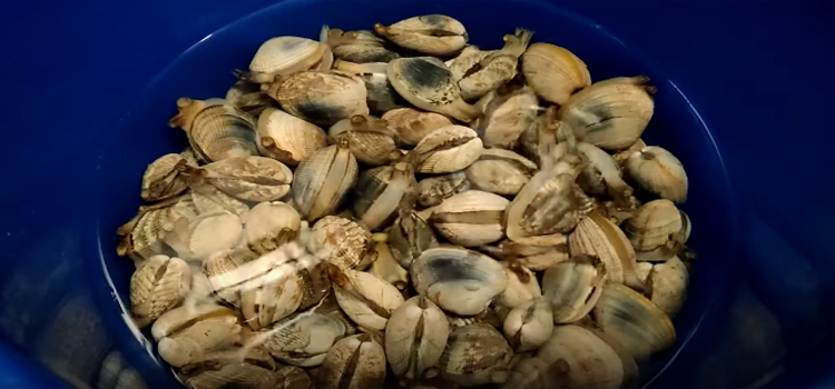 Clams in a Bucket of Sea Water