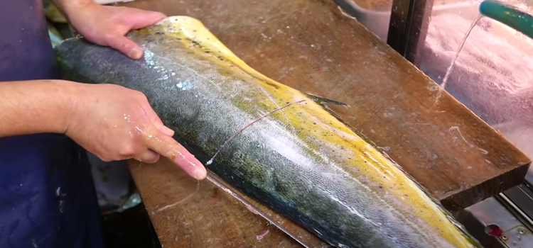 slicing and preparing mahi mahi fish