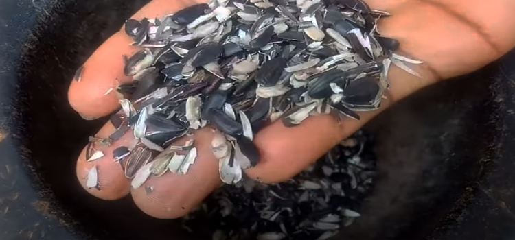 hand holding sunflower seed shells