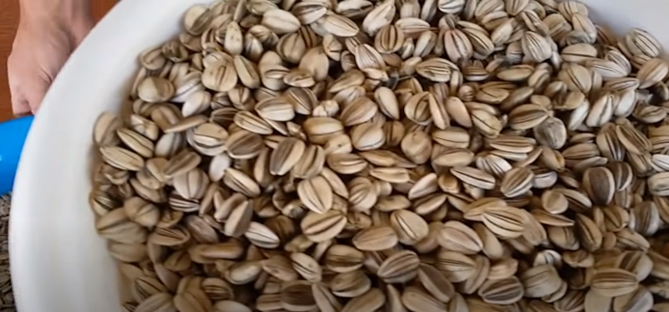 harvested sunflower seeds on a basin