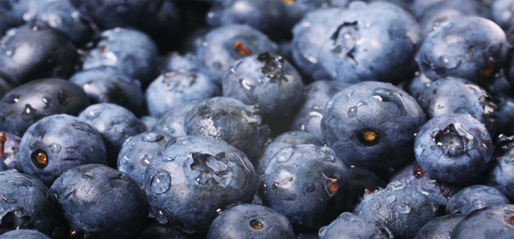 close up shot of blueberries