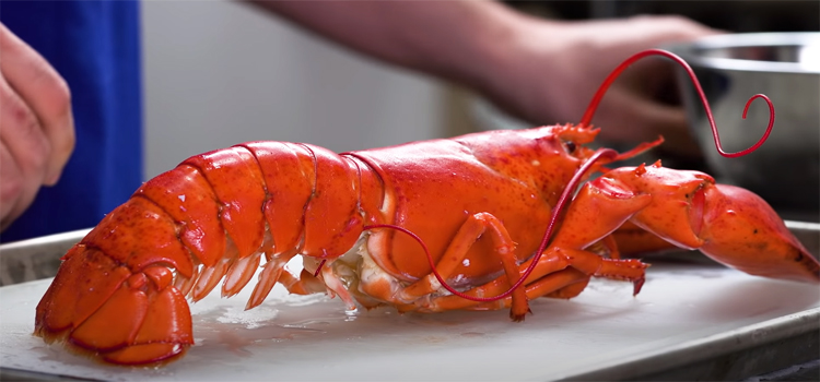 close up shot of cooked lobster