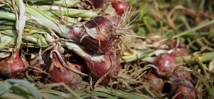 close up shot of red onions