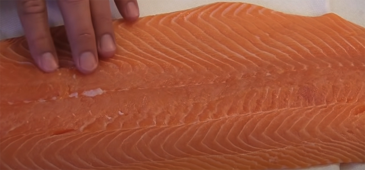 close up shot of salmon