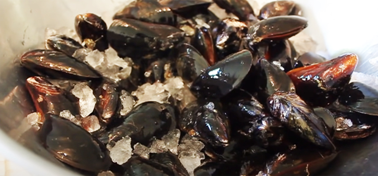 fresh mussels with ice