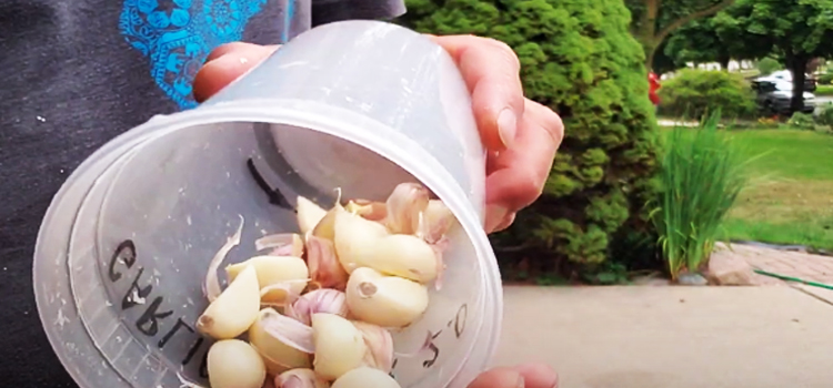 garlic on a plastic container