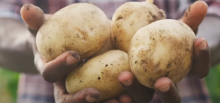 hand full of potatoes