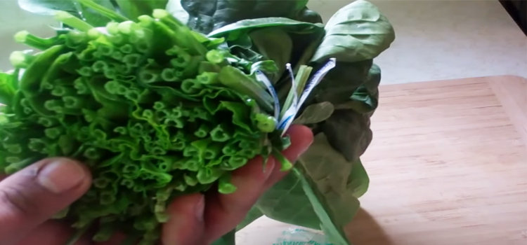 Hand Holding Spinach