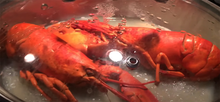 cooking lobster on a pot