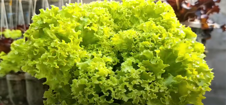 Close Up Shot of a Lettuce