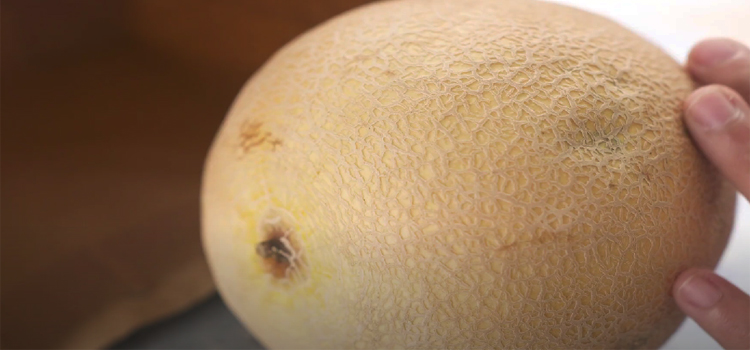 Close Up Shot of a Cantaloupe