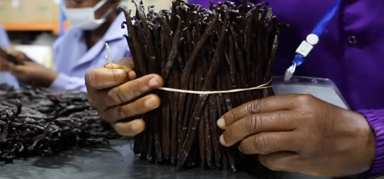 Tying Vanilla Beans