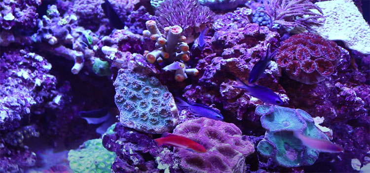 Colorful Corals