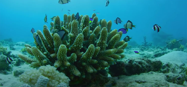 Image of a Coral Underwater