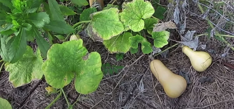 Butternut Squash on a Farm