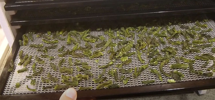 Dehydrated Frozen Green Beans on a Rack