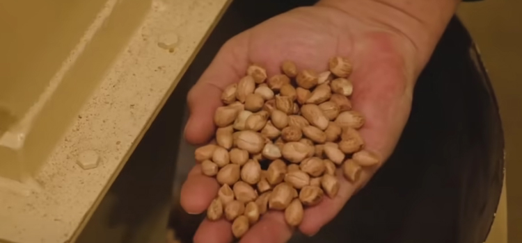 hand full of peanuts